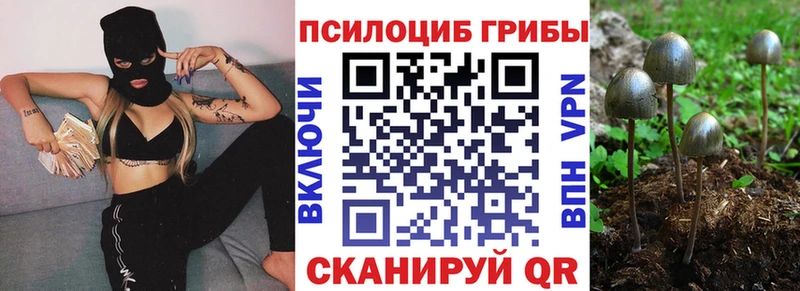 Купить где  Гвардейск  Псилоцибиновые грибы Psilocybine cubensis 